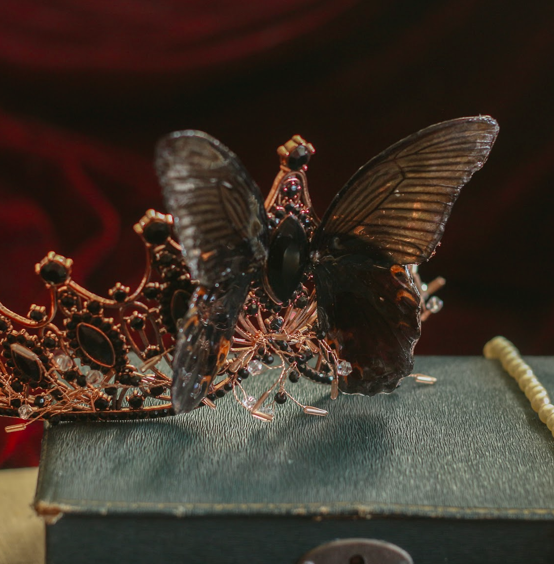 Echter Ritterfalter Papilio Maacki Schmetterling ❤︎ Tiara