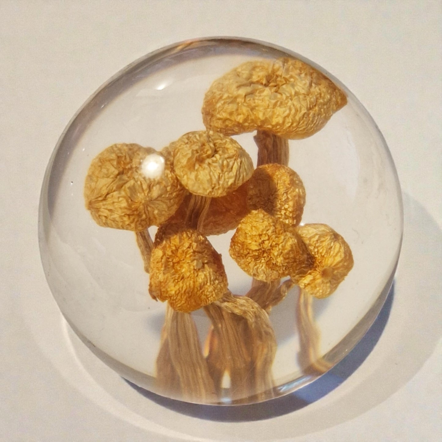 echte Pilze❤︎ Kugel mit Leuchtplattform 8cm