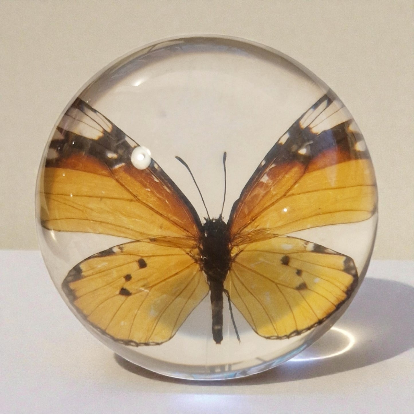 echter Monarchfalter❤︎ Kugel mit Leuchtplattform