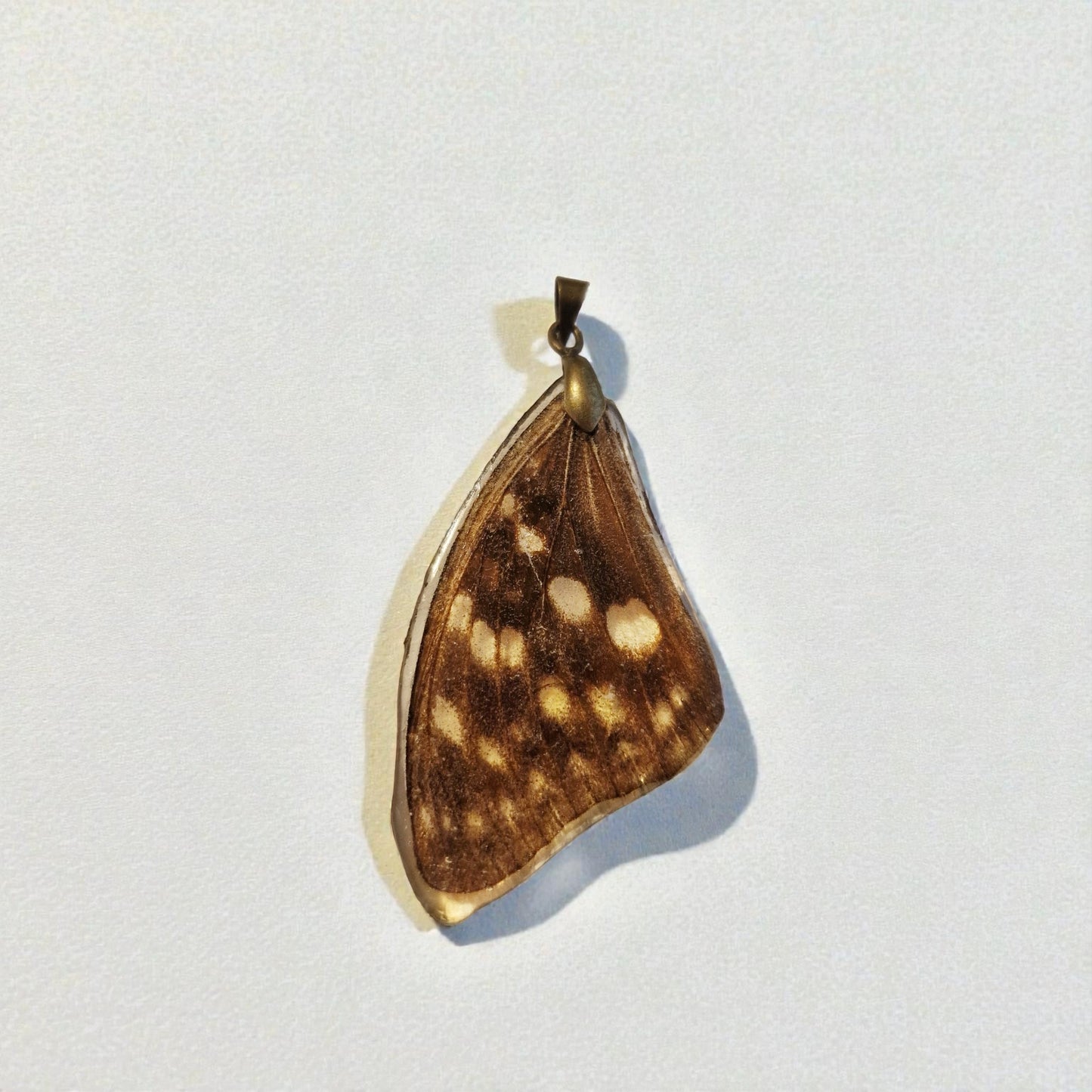 echter Hestinafalter-Flügel❤︎ Anhänger