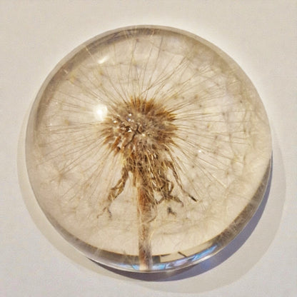 echtes Dandelion❤︎ Kugel mit Leuchtplattform 6cm