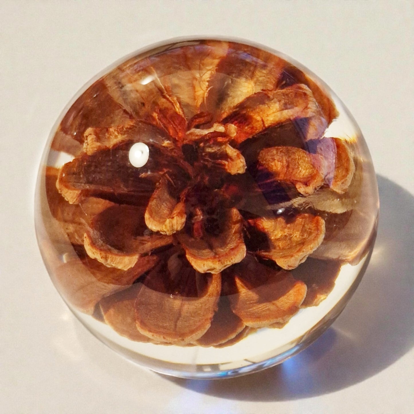 echter Tannenzapfen❤︎ Kugel mit Leuchtplattform 8cm