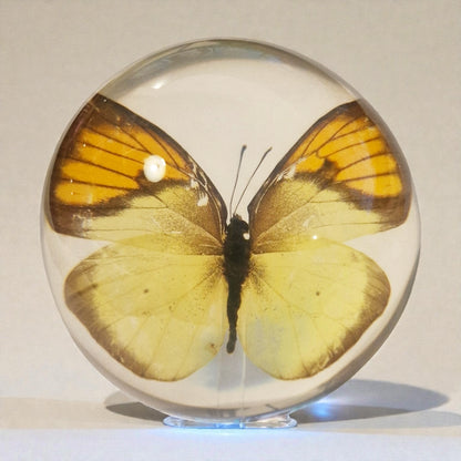 echter gelber Orangerandfalter❤︎ Kugel mit Leuchtplattform