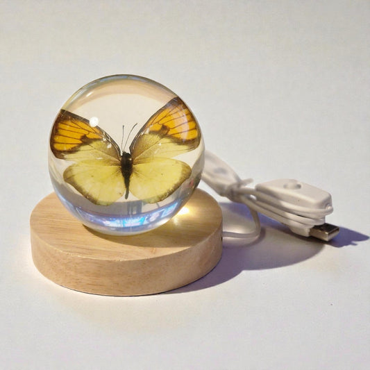 echter gelber Orangerandfalter❤︎ Kugel mit Leuchtplattform